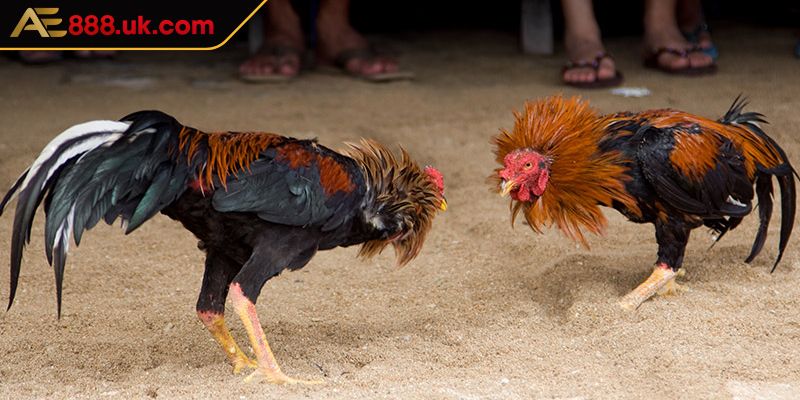 Đá Gà AOG AE888 Thánh Địa Của Các Trận Chiến Kê Hấp Dẫn 2 Chất lượng phát sóng đá gà AOG được đầu tư hoàn hảo