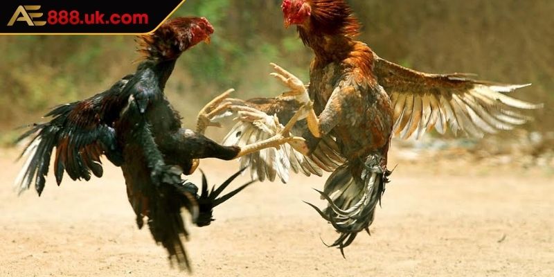 Vảy Gà Ngũ Quỷ AE888 Đầy Quý Hiếm Giá Trị Cao Trong Giới 3 Đặc điểm nhận biết kê chiến có vảy ngũ quỷ