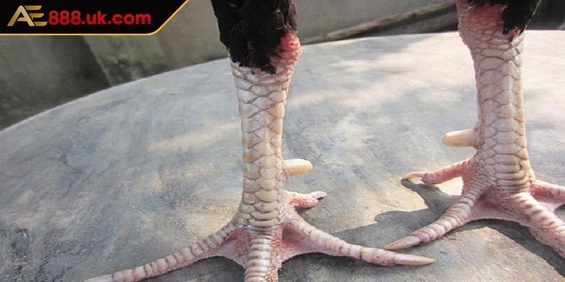 Vảy Khai Vương AE888 Những Thông Tin Chi Tiết Cần Nắm Bắt 3 Đặc điểm phía trước của chiến kê có vảy khai vương