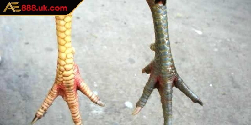 Vảy Gà Ngũ Quỷ AE888 Đầy Quý Hiếm Giá Trị Cao Trong Giới 2 Giá trị thẩm mỹ của chiến kê có vảy ngũ quỷ