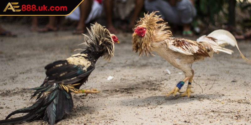 Đá Gà AOG AE888 Thánh Địa Của Các Trận Chiến Kê Hấp Dẫn 1 Giới thiệu thông tin cần thiết về sảnh đá gà AOG AE888