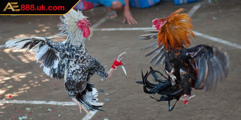 Đá Gà ODIN AE888 Trải Nghiệm Các Trận Chiến Tuyệt Vời Nhất 2 Hướng dẫn cách tham gia chơi đá gà ODIN tại AE888