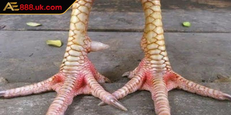 Khái quát vài nét về vảy liên giáp AE888