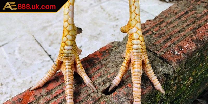 Khám phá chi tiết về dạng vảy lạc diệp AE888