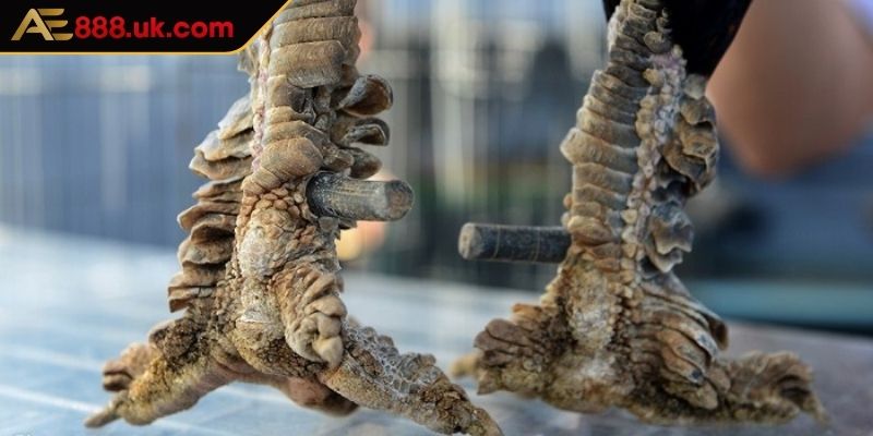 Phương pháp chăm sóc chiến kê có vảy phủ địa phù hợp