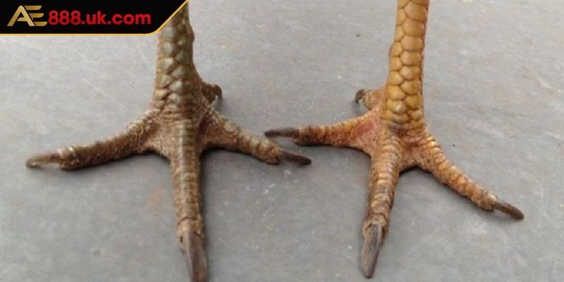 Vảy Khai Vương AE888 Những Thông Tin Chi Tiết Cần Nắm Bắt 2 Tăng cường tính thẩm mỹ lẫn mang lại may mắn