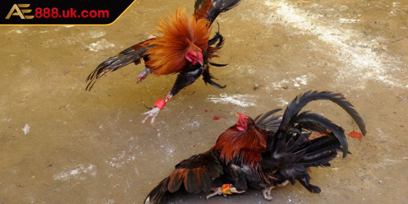 Đá Gà AOG AE888 Thánh Địa Của Các Trận Chiến Kê Hấp Dẫn 3 Tham gia gà đá cựa dao hấp dẫn cho kê thủ