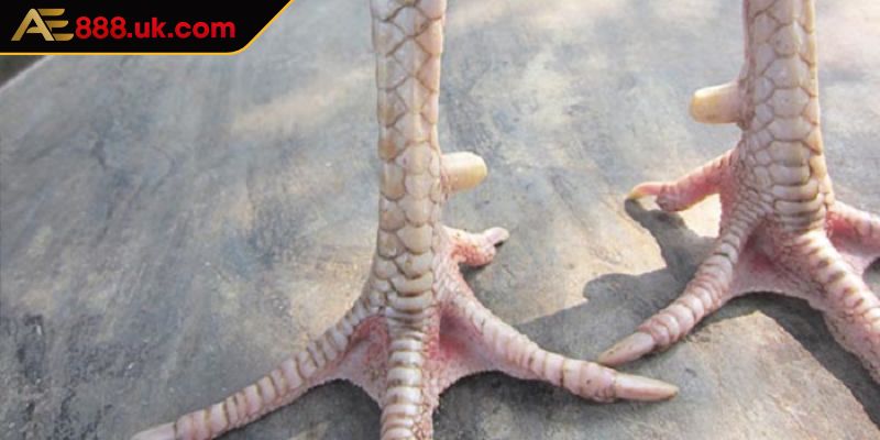 Tìm hiểu tổng quan về vảy hoa mai AE888