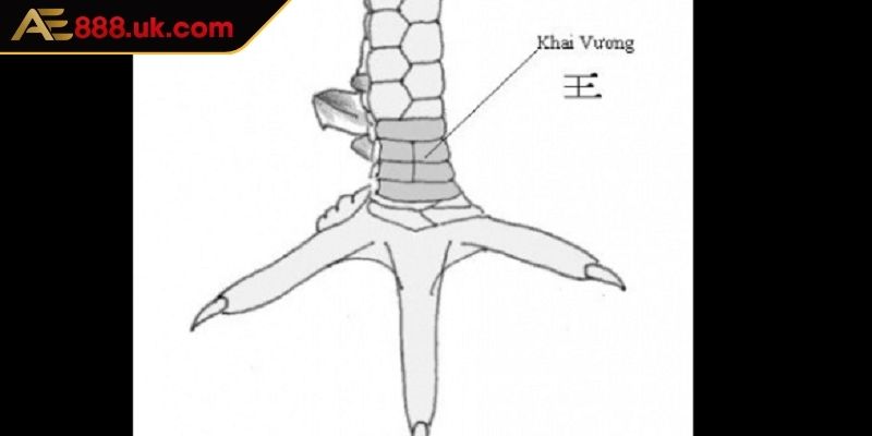 Vảy Khai Vương AE888 Những Thông Tin Chi Tiết Cần Nắm Bắt 1 Tìm hiểu vài nét về dạng vảy khai vương AE888