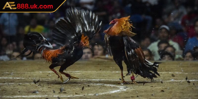 Đá Gà ODIN AE888 Trải Nghiệm Các Trận Chiến Tuyệt Vời Nhất 1 Tổng quát về sảnh đá gà ODIN AE888