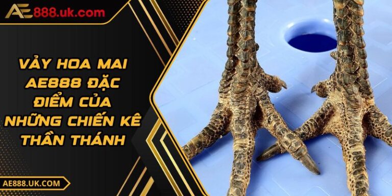 Vảy Hoa Mai AE888 Đặc Điểm Của Những Chiến Kê Thần Thánh